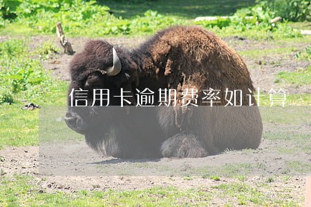 信用卡逾期费率如计算 信用卡逾期费率如计算
