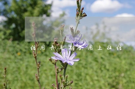信用卡逾期费用上征信 信用卡逾期费用上征信