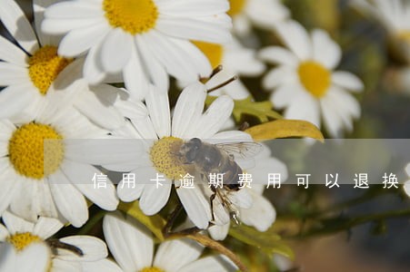 信用卡逾期费用可以退换吗