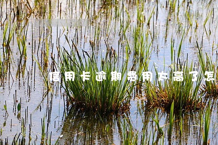 信用卡逾期费用太高了怎么办 信用卡逾期费用太高了怎么办