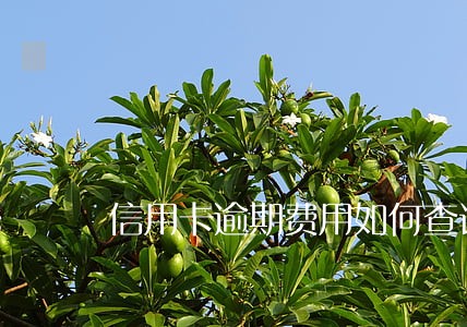 信用卡逾期费用如何查询