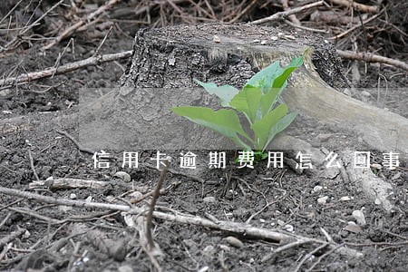 信用卡逾期费用怎么回事 信用卡逾期费用怎么回事