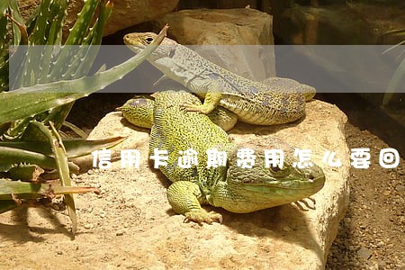 信用卡逾期费用怎么要回来 信用卡逾期费用怎么要回来