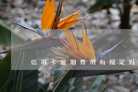 信用卡逾期费用有规定吗 信用卡逾期费用有规定吗