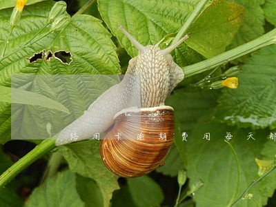 信用卡逾期费用每天都扣吗 信用卡逾期费用每天都扣吗