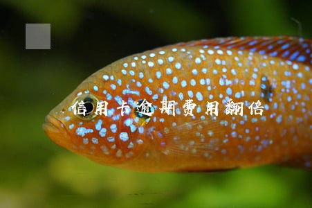 信用卡逾期费用翻倍 信用卡逾期费用翻倍