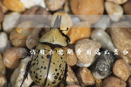 信用卡逾期费用这么贵合理吗 信用卡逾期费用这么贵合理吗