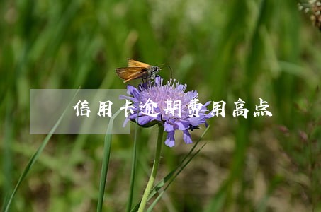 信用卡逾期费用高点 信用卡逾期费用高点