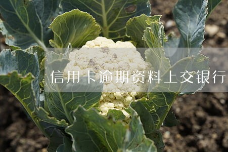 信用卡逾期资料上交银行