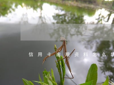 信用卡逾期资料怎么填写