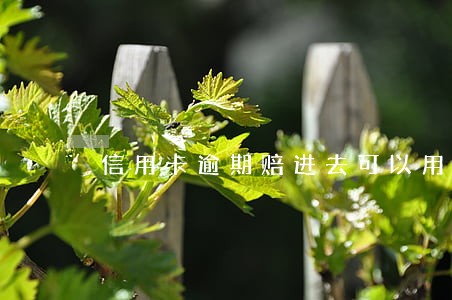 信用卡逾期赔进去可以用吗
