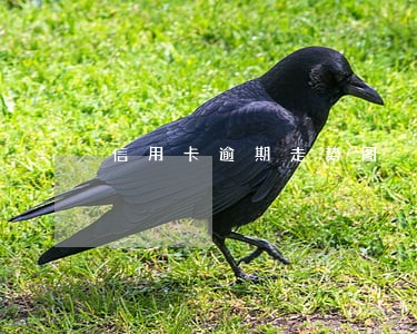 信用卡逾期走势图 信用卡逾期走势图