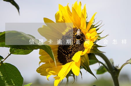 信用卡逾期走司法会怎样 信用卡逾期走司法会怎样