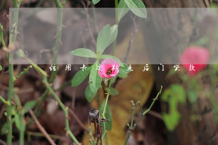 信用卡逾期走后门贷款 信用卡逾期走后门贷款