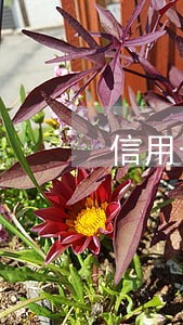 信用卡逾期走法律程序是什么