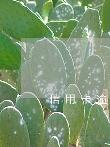 信用卡逾期走法律责任 信用卡逾期走法律责任