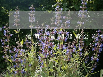 信用卡逾期起诉会冻结其他银行卡吗 信用卡逾期起诉会冻结其他银行卡吗