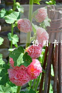 信用卡逾期起诉利息怎么算
