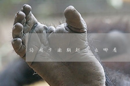 信用卡逾期起诉去哪看 信用卡逾期起诉去哪看