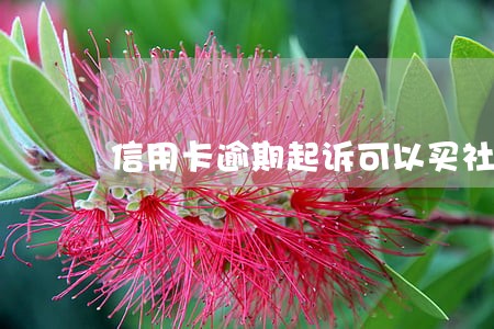 信用卡逾期起诉可以买社保吗 信用卡逾期起诉可以买社保吗