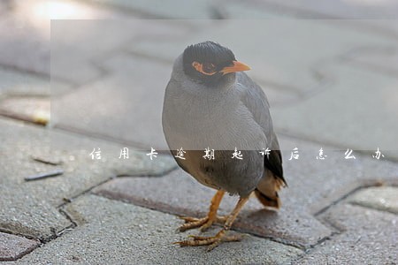 信用卡逾期起诉后怎么办 信用卡逾期起诉后怎么办