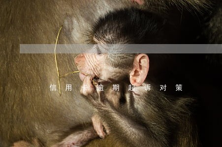 信用卡逾期起诉对策 信用卡逾期起诉对策