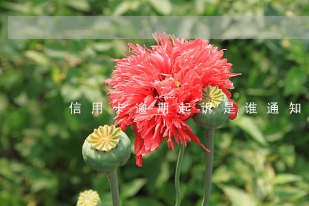 信用卡逾期起诉是谁通知的 信用卡逾期起诉是谁通知的