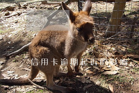 信用卡逾期起诉的影响 信用卡逾期起诉的影响