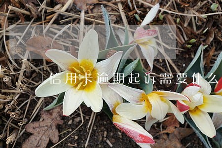 信用卡逾期起诉需要什么资料 信用卡逾期起诉需要什么资料