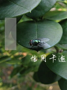 信用卡逾期超20天 信用卡逾期超20天
