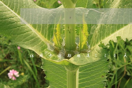 信用卡逾期超过120天 信用卡逾期超过120天