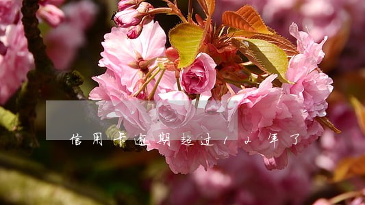 信用卡逾期超过12年了