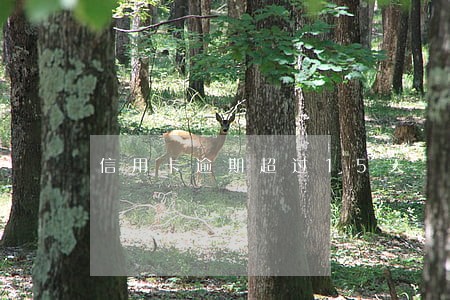 信用卡逾期超过15天