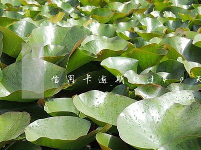 信用卡逾期超过40天 信用卡逾期超过40天