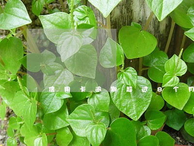 信用卡逾期超过8个月 信用卡逾期超过8个月