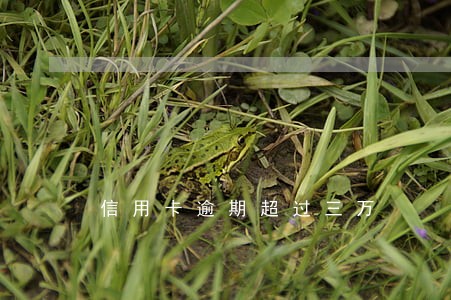 信用卡逾期超过三万