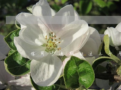 信用卡逾期超过三个月是黑户吗
