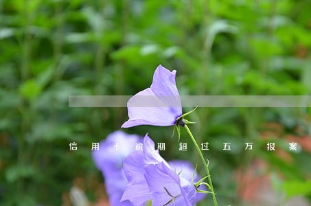 信用卡逾期超过五万报案 信用卡逾期超过五万报案