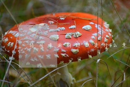 信用卡逾期超额是什么意思 信用卡逾期超额是什么意思