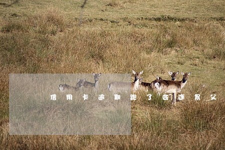 信用卡逾期跑了会连累父母吗
