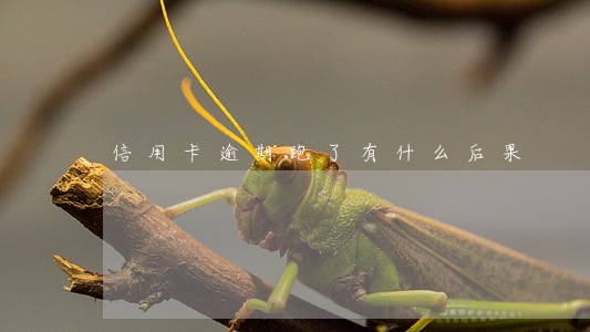 信用卡逾期跑了有什么后果 信用卡逾期跑了有什么后果