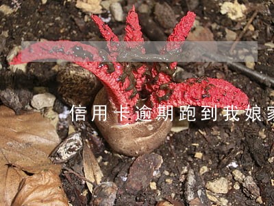 信用卡逾期跑到我娘家起诉我 信用卡逾期跑到我娘家起诉我