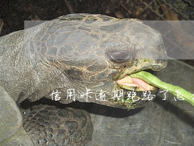 信用卡逾期跑路了怎么办 信用卡逾期跑路了怎么办