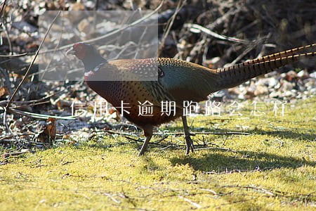 信用卡逾期跑路会怎样 信用卡逾期跑路会怎样