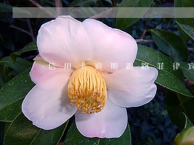 信用卡逾期跑路菲律宾 信用卡逾期跑路菲律宾