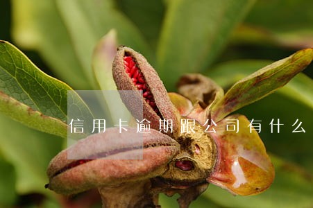 信用卡逾期跟公司有什么关系