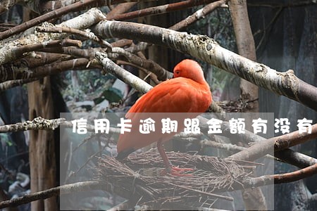 信用卡逾期跟金额有没有关系 信用卡逾期跟金额有没有关系