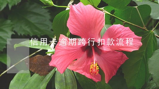 信用卡逾期跨行扣款流程 信用卡逾期跨行扣款流程