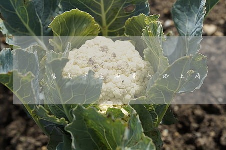 信用卡逾期身份证上网 信用卡逾期身份证上网