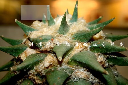 信用卡逾期身份证会限制出行吗 信用卡逾期身份证会限制出行吗